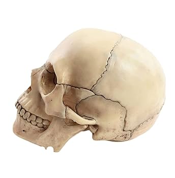 メノウの頭蓋骨細工　芸術的　台付き１個 メノウの頭蓋骨細工 芸術的 台付き1個